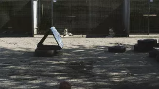 Спасли собак из Луганска Спасли собак из Луганска