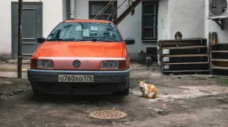 Брошенные питомцы