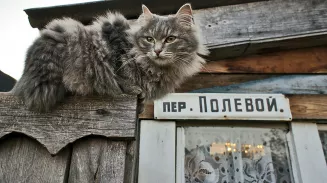 Кошка пропала