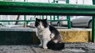 Кнопка нашлась!