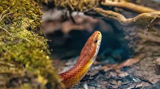 Разыскивают змею Камасутру