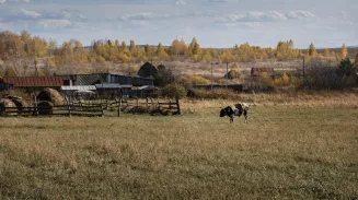 Издеваются над коровами