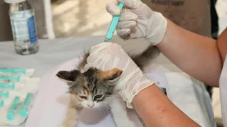 Вакцина от короновируса для животных