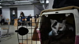 Пассажирка бросила кота в аэропорту Кольцово Пассажирка бросила кота в аэропорту Кольцово
