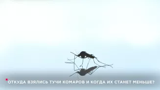 Откуда взялись тучи комаров и когда их станет меньше? Откуда взялись тучи комаров и когда их станет меньше?
