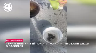 Семилетний Матвей помог спасти утят, провалившихся в водосток