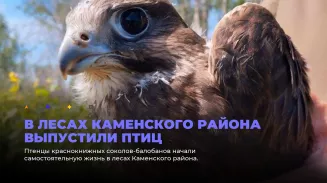 Птенцы краснокнижных соколов-балобанов начали самостоятельную жизнь в лесах Каменского района Птенцы краснокнижных соколов-балобанов начали самостоятельную жизнь в лесах Каменского района
