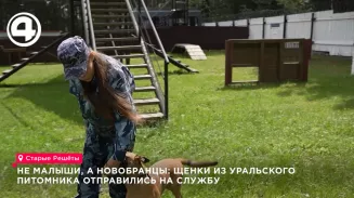 Щенки из уральского питомника отправились на службу в Башкортостан