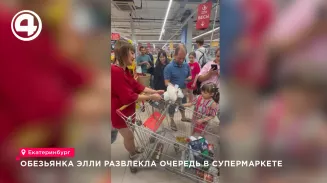 Обезьянка Элли развлекла посетителей супермаркета в Екатеринбурге Обезьянка Элли развлекла посетителей супермаркета в Екатеринбурге