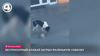 В екатеринбургском микрорайоне Кольцово беспризорный алабай загрыз маленькую собаку В екатеринбургском микрорайоне Кольцово беспризорный алабай загрыз маленькую собаку