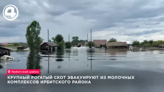 В Ирбитском районе из-за паводка эвакуировали более тысячи коров с ферм и подворий В Ирбитском районе из-за паводка эвакуировали более тысячи коров с ферм и подворий