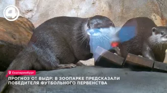 Меньше чем за минуту выдры опустошили кормушку с флагом Испании на предсказании