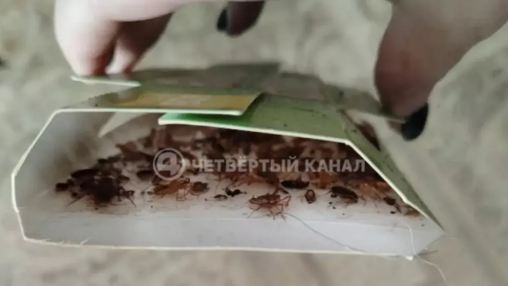 От нашествия тараканов страдают жильцы дома в Берёзовском От нашествия тараканов страдают жильцы дома в Берёзовском