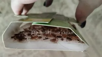 От нашествия тараканов страдают жильцы дома в Берёзовском От нашествия тараканов страдают жильцы дома в Берёзовском