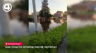 Уралу грозит потеря всего урожая Уралу грозит потеря всего урожая