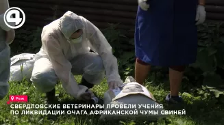 В Режевском округе ветеринары Свердловской области отработали ликвидацию очага АЧС