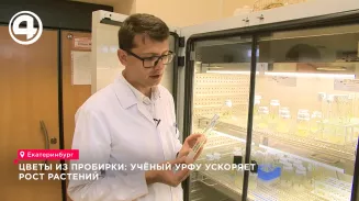Учёные УрФУ в Екатеринбурге ускоряют рост тюльпанов и петуний в пробирках Учёные УрФУ в Екатеринбурге ускоряют рост тюльпанов и петуний в пробирках