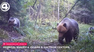 Медведица с тремя медвежатами выбежала на дорогу в частном секторе Ивделя Медведица с тремя медвежатами выбежала на дорогу в частном секторе Ивделя