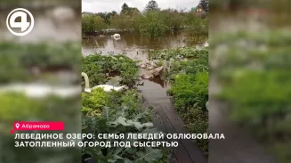 Семья лебедей из девяти особей заплыла в затопленный огород жительницы села Абрамово