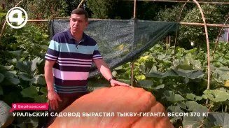 Уральский садовод Алексей Исаков вырастил в Берёзовском тыкву весом 375 килограммов Уральский садовод Алексей Исаков вырастил в Берёзовском тыкву весом 375 килограммов