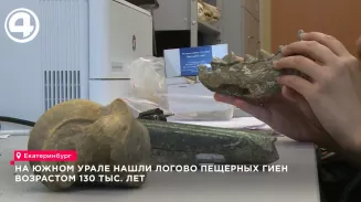 Палеонтологи впервые описали логово пещерных гиен в нацпарке «Башкирия» на Урале