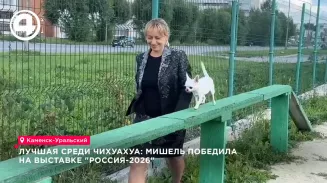 Чихуахуа Мишель победила на выставке «Россия-2026» и взяла золото в Казахстане