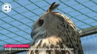 В Режевском заказнике готовят к выпуску на волю трёх краснокнижных птенцов филина В Режевском заказнике готовят к выпуску на волю трёх краснокнижных птенцов филина