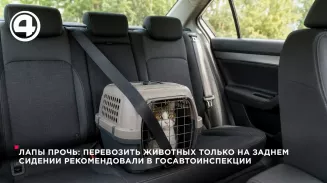 Госавтоинспекция Свердловской области призвала не перевозить животных на переднем сиденье авто Госавтоинспекция Свердловской области призвала не перевозить животных на переднем сиденье авто
