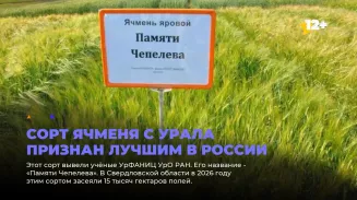 Сорт ячменя с Урала признан лучшим в России Сорт ячменя с Урала признан лучшим в России