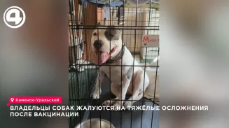 Владельцы собак в Каменске-Уральском сообщили об осложнениях после вакцинации «Мультиканом-8»