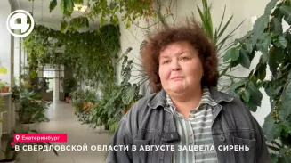 В Свердловской области в конце августа неожиданно повторно зацвела садовая сирень
