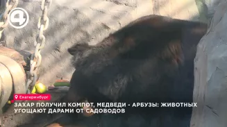 Орангутан Захар в Екатеринбургском зоопарке получил редкое лакомство — компот из яблок Орангутан Захар в Екатеринбургском зоопарке получил редкое лакомство — компот из яблок