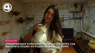 В Сухом Логу управляющая компания попыталась через суд выселить кошек из подвала В Сухом Логу управляющая компания попыталась через суд выселить кошек из подвала