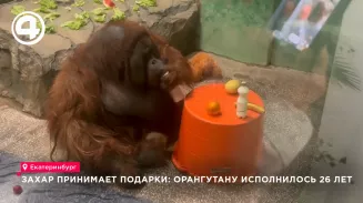 Орангутан Захар из екатеринбургского зоопарка отметил 26-й день рождения с фруктами Орангутан Захар из екатеринбургского зоопарка отметил 26-й день рождения с фруктами