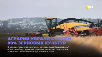 Аграрии убрали с полей 80% зерновых культур