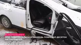 Под Североуральском дикий медведь за одну ночь повредил десятки припаркованных автомобилей