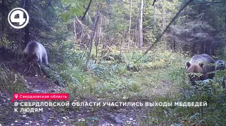 Под Североуральском медведь второй день подряд громит машины на парковке