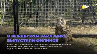 В Режевском заказнике выпустили филинов