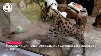 В Екатеринбургском зоопарке сервалы Шен и Селина начали совместную жизнь в вольере В Екатеринбургском зоопарке сервалы Шен и Селина начали совместную жизнь в вольере