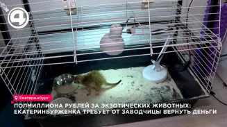 Екатеринбурженка требует у заводчицы 500 тысяч за экзотических животных