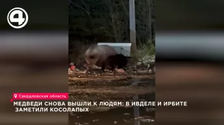 Медведи вышли к людям в Ивделе и Ирбите на Среднем Урале