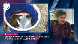 Учёный УрО РАН объяснил, чем опасна щучья чума в водоёмах России