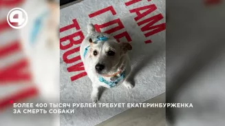 Догситтер пойдёт под суд после гибели джек-рассел-терьера в Екатеринбурге