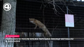 Лиса украла петуха из зоопарка в Первоуральске и попала на карантин