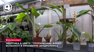 В оранжерее дендропарка Екатеринбурга зацвела тропическая эхмея